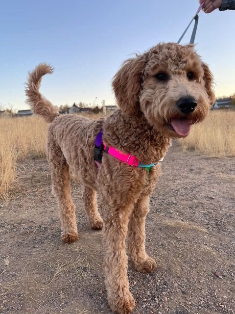 Gardenofthepaws's tweet photo. Our new no-pull harnesses are a hit with Riley! #gardenofthepaws #coloradosmallbusiness #DogsofTwittter https://t.co/q1gDgRuHiL