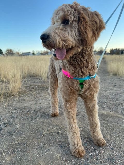 Gardenofthepaws's tweet photo. Our new no-pull harnesses are a hit with Riley! #gardenofthepaws #coloradosmallbusiness #DogsofTwittter https://t.co/q1gDgRuHiL