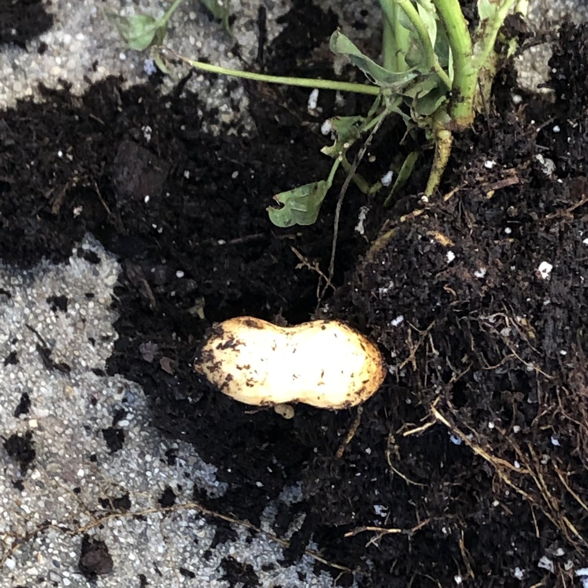 JanyceHamilton's tweet photo. Dug up the roots of my peanut plant with great anticipation (first time grown):
Harvest of peanuts: 1. https://t.co/a2QZwqH6SF