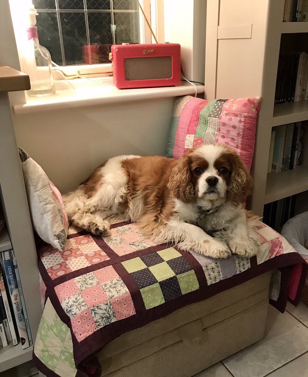 PatchFran's tweet image. Poppy is loving the calming music tonight! @ClassicFM #PetClassics