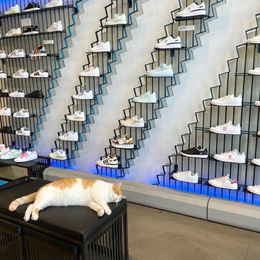 CatWorkers's tweet photo. https://t.co/7urZGneMXY