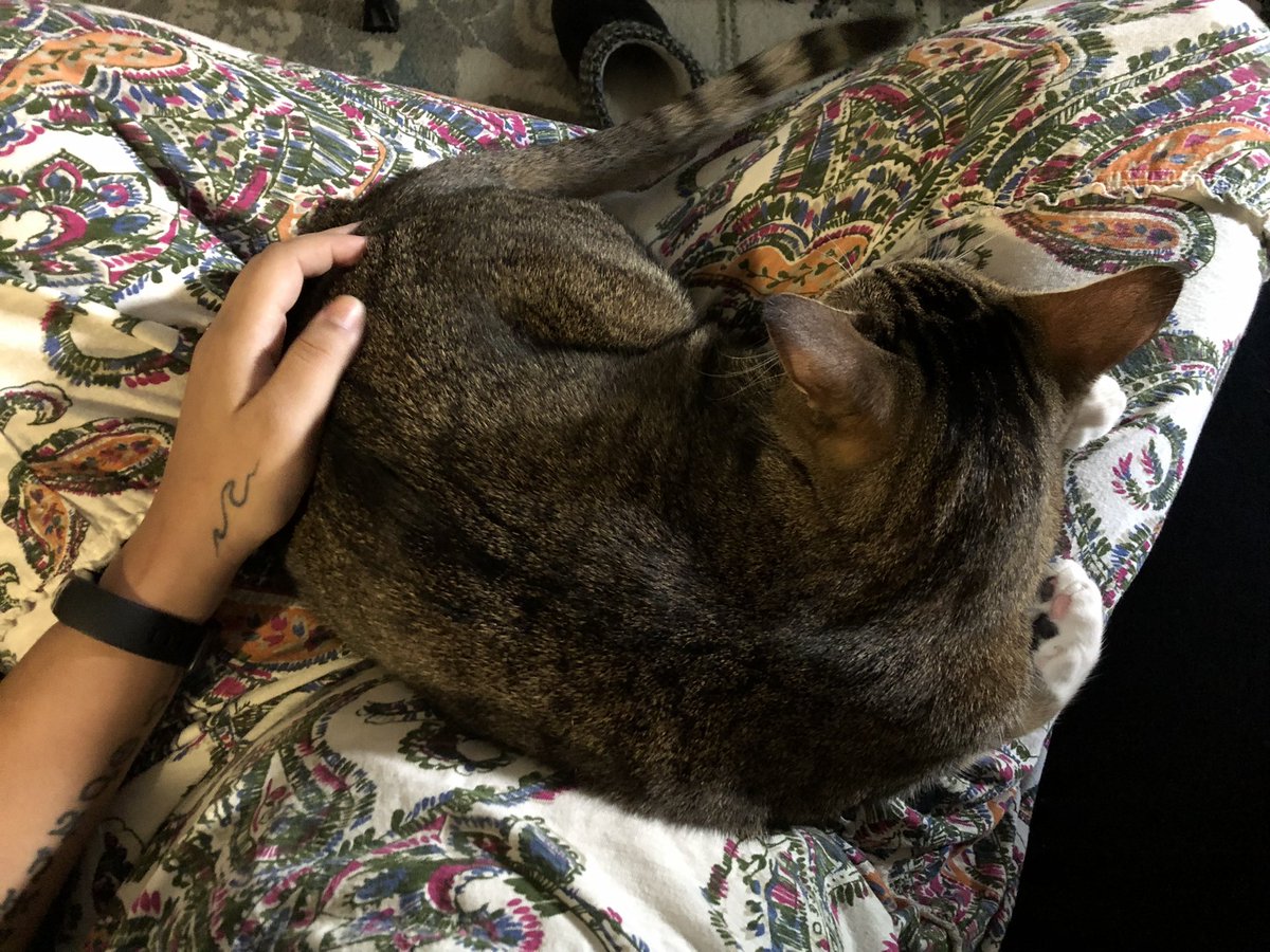 Top-down view of a brown cat curled up on my lap with my left hand on his back by the tail. I’m wearing a cream dress with paisley prints on it
