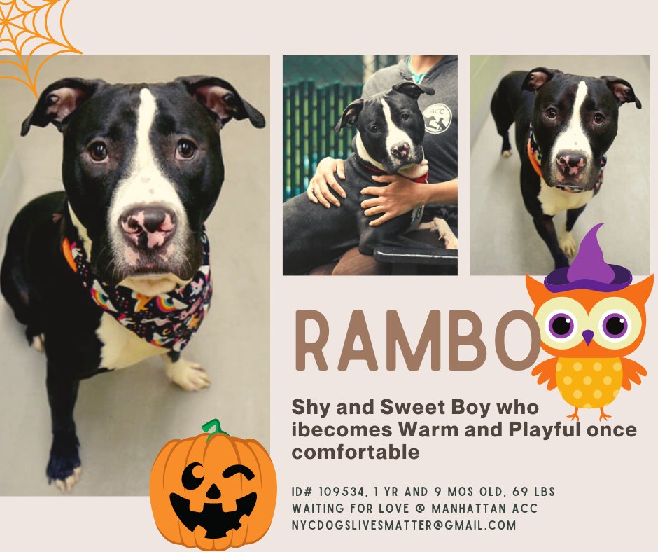 NMBewitched's tweet photo. 🆘️🚨🆘️Euth Commands🆘️🚨🆘️
#NYCACC
Alora, Gucci, Rambo &amp; Steve
#FostersSaveLives 
Contact 
nycdogslivesmatter@gmail.com

Keanu &amp; TRex will be NEXT 
🚨Status Unknown🚨

Pls #Pledge &amp; #Share
#FostersNeeded https://t.co/0s9KQhzhoK