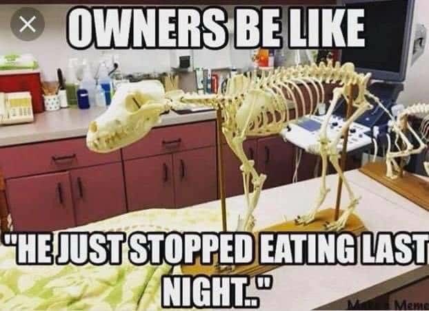 GoodsteinSaskia's tweet photo. Lol 😂 #vetassistant #vetassistanthumor #memesdaily #accurate https://t.co/VvmPW7Shom