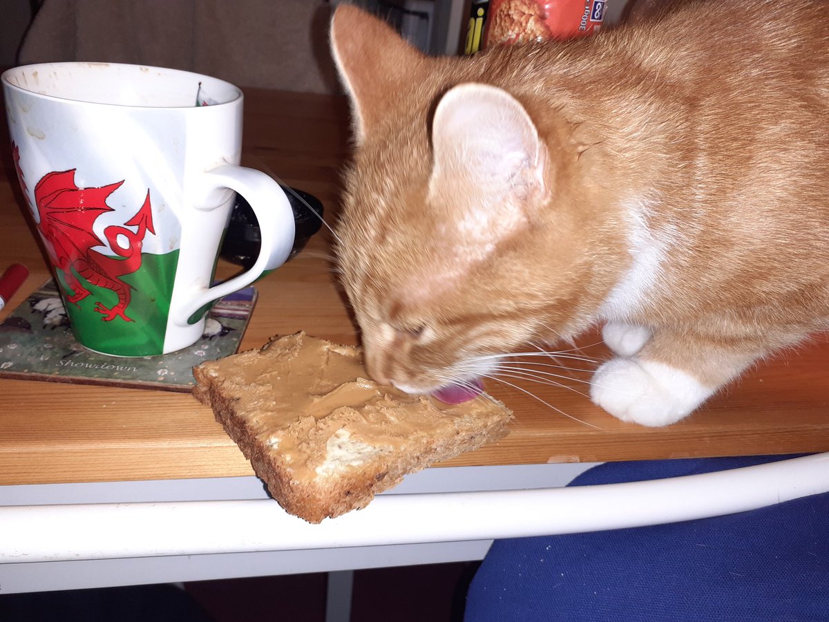 WatkinsWanders's tweet photo. Oi Thomas that's my sandwich not yours! #hedgewatch #thievingcat https://t.co/UUBm30WLAw