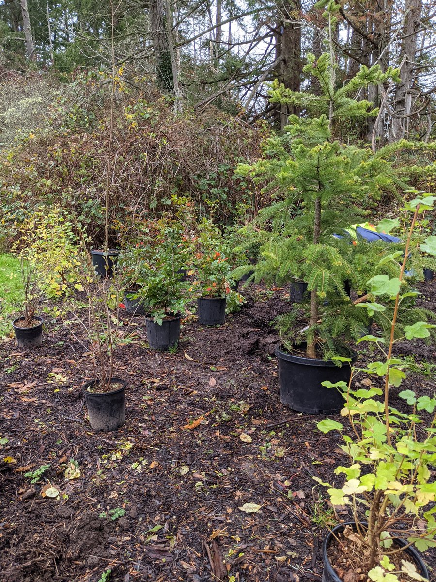 SocMedGirlyyj's tweet photo. Great #community morning @SaanichParksRec's annual #TreeAppreciationDay @ #McMinnPark!
Planted red alder & Oregon grape.
Catherine & @ColinPlant2018 had a fab find on their walk there.
@Susan_Brice brought treats.
Met @senechal & @BasilLangevin irl.
🌳#nativespecies #Saanich https://t.co/blLzZGkshL