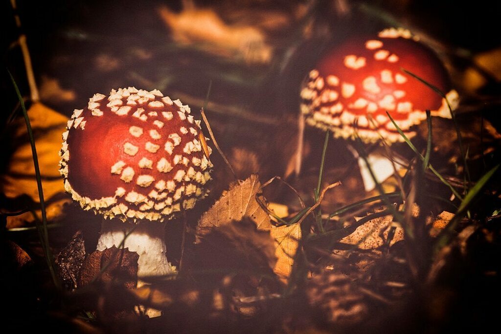 Mushroom Mushroom 

#macromood #macronature #macro_captures #naturelovers #naturelover #natureza #ig_countryside #ig_macro_clicks #ig_nature_naturally #autumn #autumncolors #sonyalpha #visitdenmark #ig_week_nature 
#fatasticworld_shots