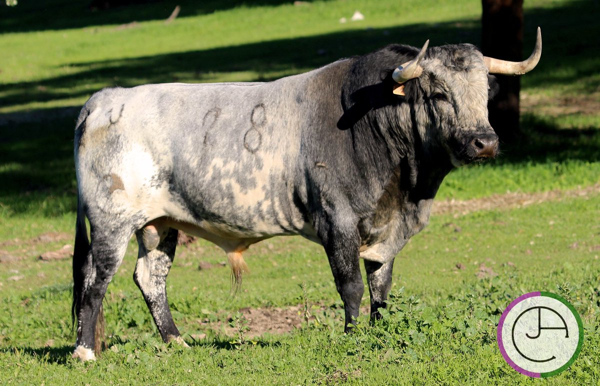 Deseando ver tus embestidas!!! 🍀 #ganderiasanmartin #extremadura #turismo #extremaduraturismo #españa