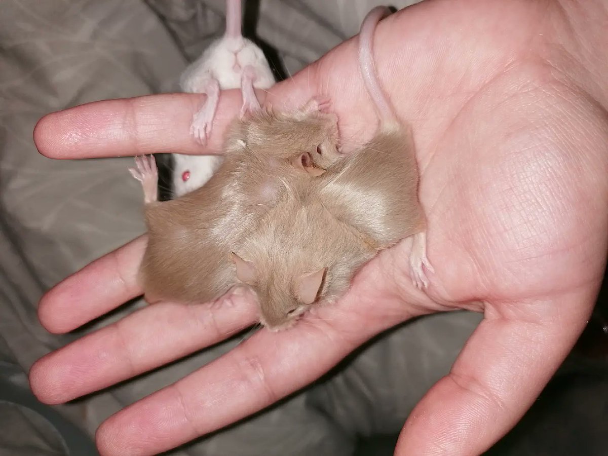 MouseryRainbow's tweet photo. In case you need cheering up, I'm just gonna drop these adorably scruffy headed hoppers on your timeline. Longhaired bubs are the cuuuuutest 🥰 https://t.co/vtU2n1i1Jj