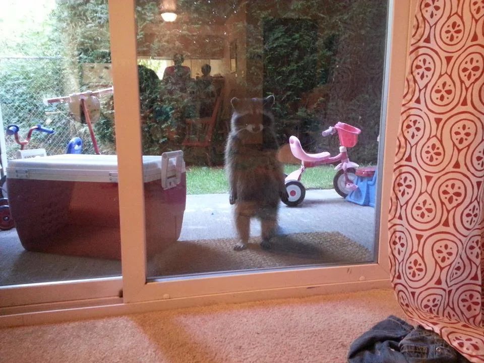raccoonhourly's tweet photo. https://t.co/TeFU76wHVs