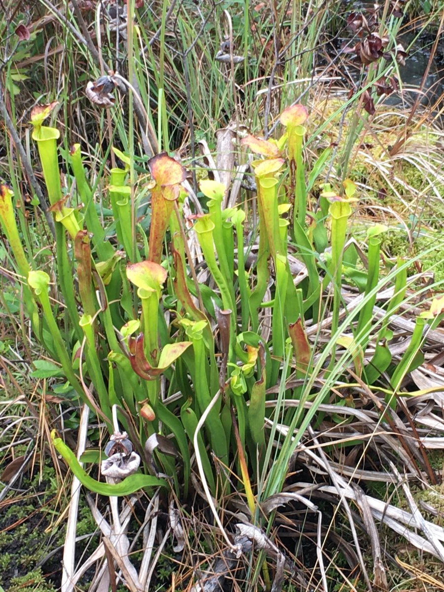 SecReidWilson's tweet photo. Fantastic hike on Sugarloaf Trail at Carolina Beach State Park. Pitcher plants, Long leaf pine trees, Cape Fear River view, Lily pond and more. ⁦@NCparks⁩ ⁦@ncculture⁩ #NCPATH https://t.co/GpTLMuqF0t