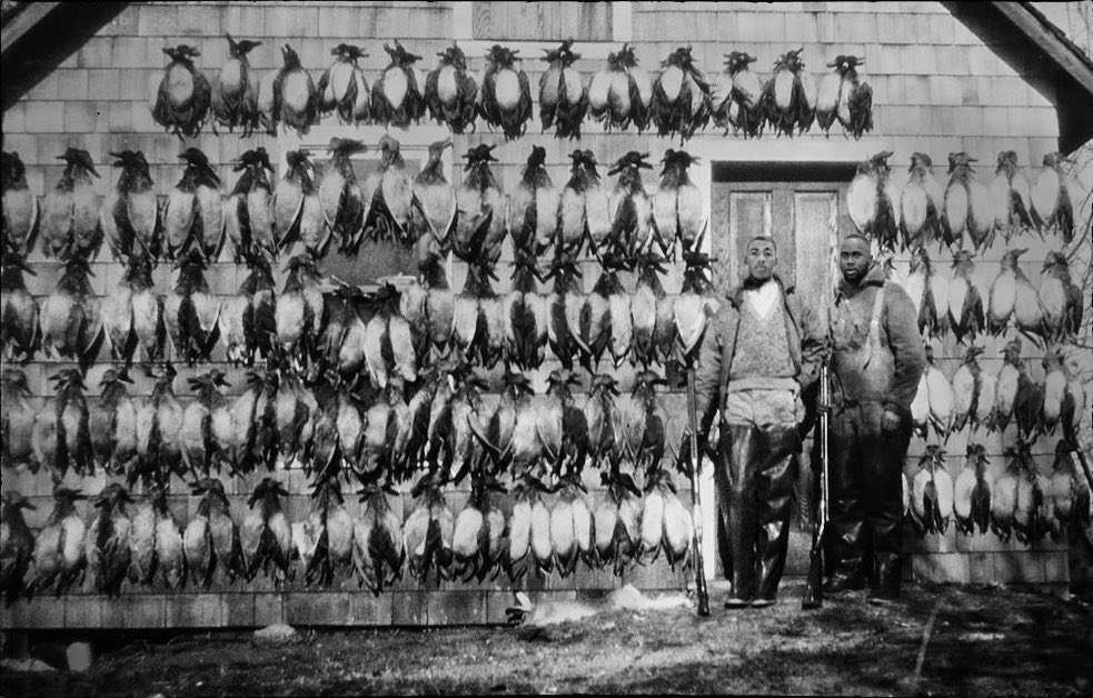 Dearest Mother –

A well-executed ambush silenced a burgeoning threat to our west; I will always remember the way the fields ran red with slaughter. Incidentally, does anyone at home have recipes for game-birds? We’ve recently come into possession of a great quantity.

– Matthew