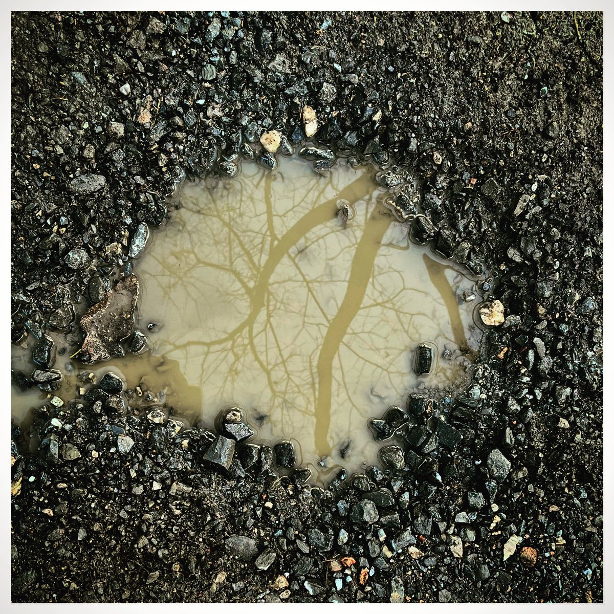 Susieforrester's tweet image. #puddleofmud #outwalking #simplicity