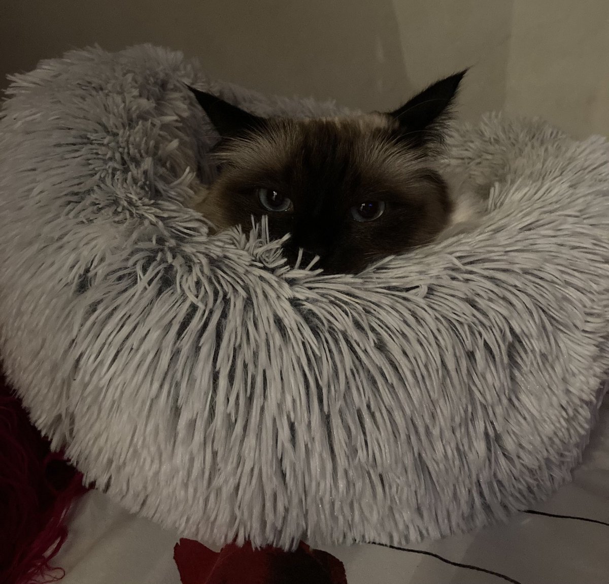 Angela Ede tweet media