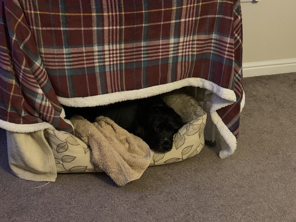 1lastimpression's tweet photo. @ClassicFM big thank you from Milo and Luna, with Classic FM on in every room, this is the result and never ever before have they been this calm, in their thunder jackets and dens #BonfireNight #PetClassics https://t.co/F6ulODHRQ1