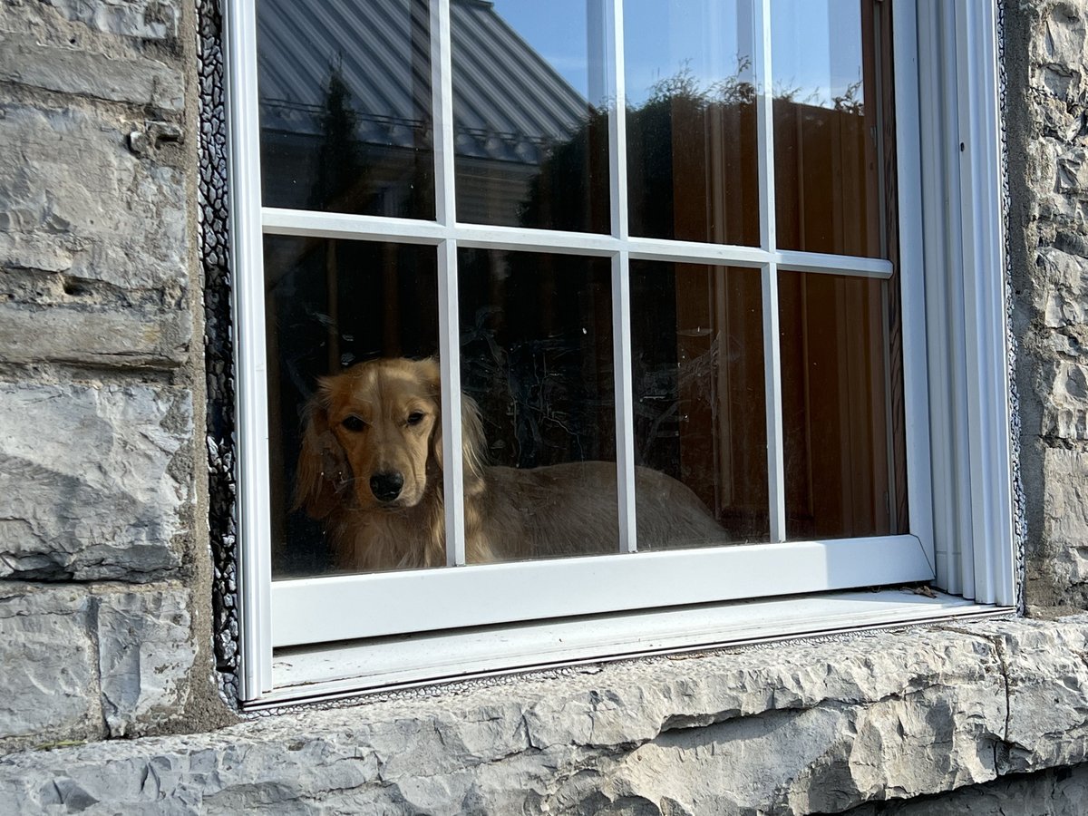 walter_fergus's tweet photo. Walter the #dachshund takes the whole Neighbourhood Watch thing quite seriously! #hootdogs https://t.co/ARU2KkW6eS