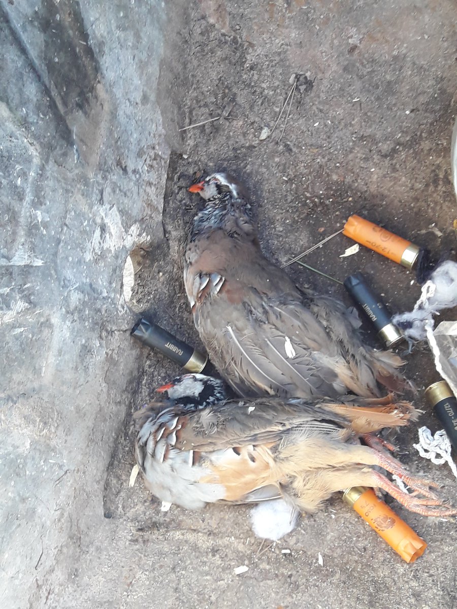 pacocatt's tweet photo. Hoy.
 En el fondo de un contenedor estaban ellas… yertas… yertos sus ojos… entre basura y malditos cartuchos.  Sus compañeras las estarán buscando por entre los romeros y los tomillares secos… no las podrán encontrar ni tan siquiera en el bujío donde se rinden al sueño. https://t.co/I7YZIXpvQE