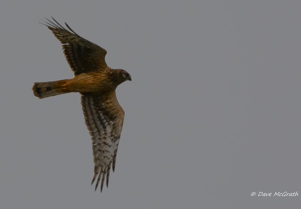 Dave McG tweet media