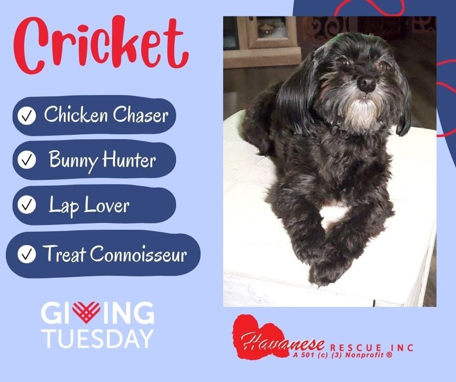 How Do Havanese Hunt