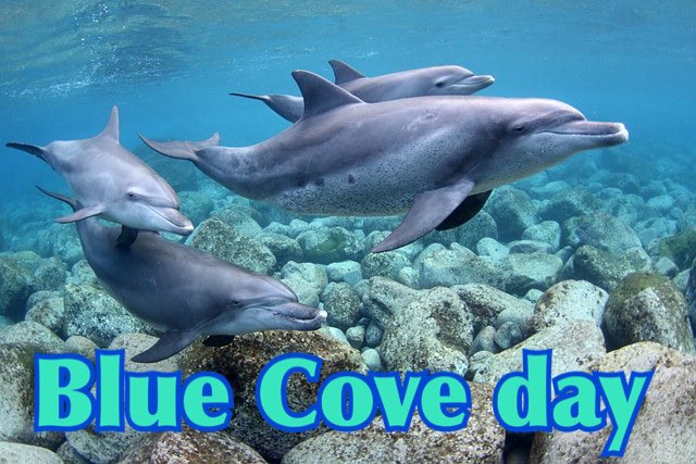KunitoSeko's tweet photo. Good morning everyone☺️
Hunting boats do not leave harbor due to bad weather🌊🌊🌊🌊🌊🌊🌊
Blue cove today💙🐬🐳💙😊👍

＃太地 ＃イルカ猟　＃イルカ追い込み猟　＃くじらの博物館　＃和歌山県　＃ホエールウォッチング　＃太地水産共同組合 ＃太地いさな組合　＃イルカトレーナーになるって https://t.co/Qz0yeGRsMr