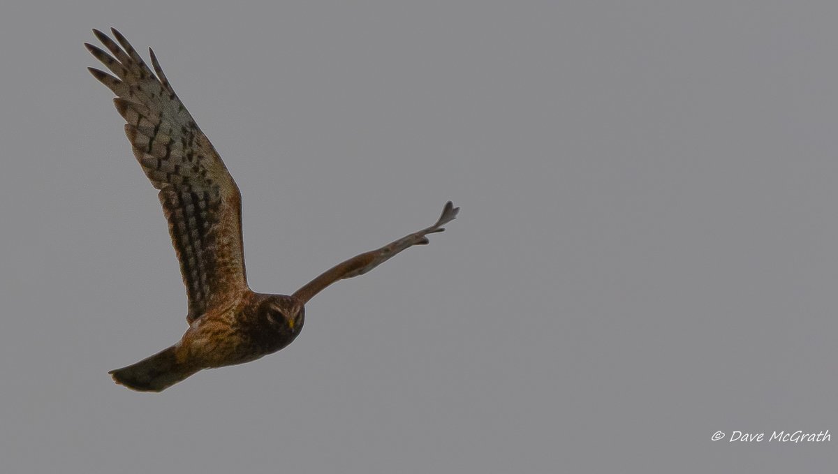 Light was gone by the time she made an appearance this evening ,#HenHarrier Co.Cork 6/11/21 <a href="/HarrierIreland/">Hen Harrier Ireland</a> <a href="/IrishRaptorSG/">Irish Raptor Study Group</a>