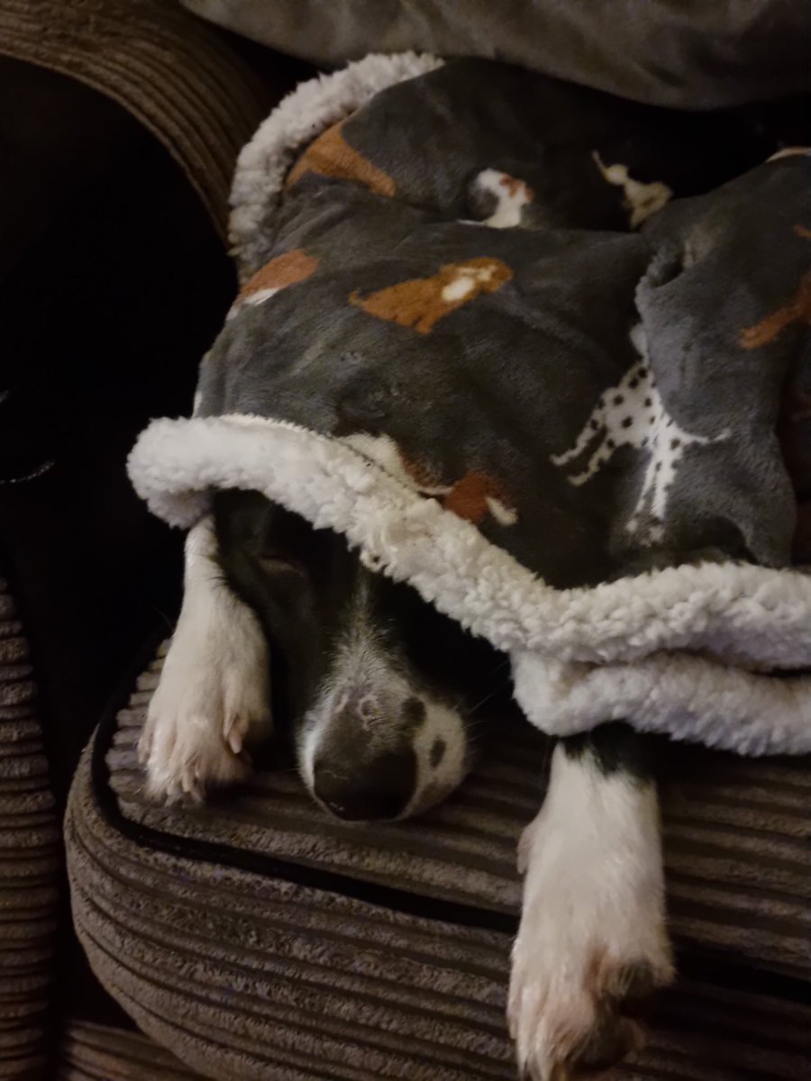 CSaxon75's tweet photo. Kobe Dog is alot more chilled tonight listening to #ClassicFM #Petsclassics
#thankyou #ClassicFM https://t.co/9KJMz9QTXK