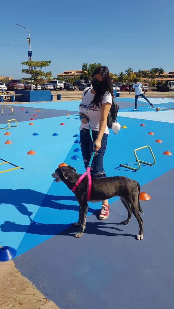 giansami's tweet photo. Hoy por fin pude sacar a mi bella Landa de hogar temporal y llevarla a #lecheria a vacunarla y desparasitarla , ha subido bastante de peso ya que estaba desnutrida cuando la rescate , aún cuido  de ella hasta conseguirle un excelente hogar !♥️🐾🐕‍🦺 https://t.co/VrJU5KMKoa
