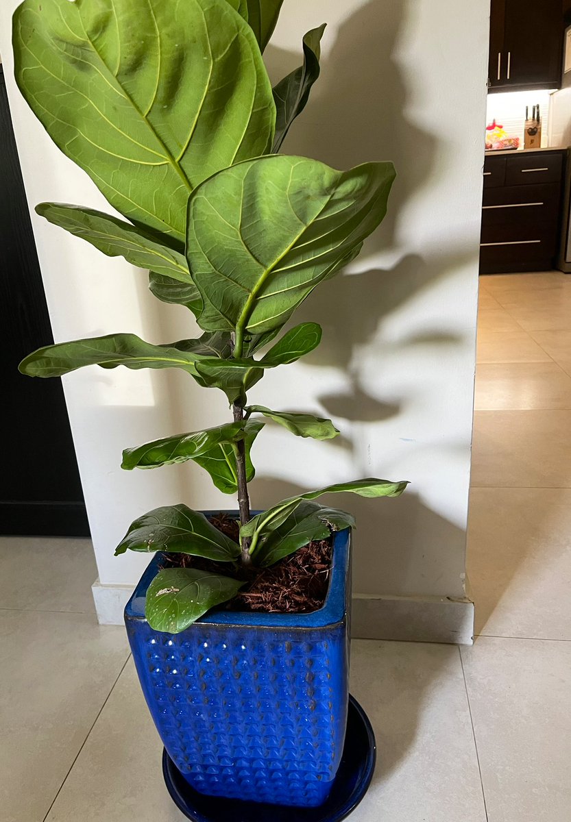 marciaforbes's tweet photo. This gift gave me great JOY to deliver🤩 #FiddleLeafFigTree - such a #beauty. Planted in this attractive pot with #loving care.

Tip was so heavy gardener at the plant shop who skillfully did the planting said I made his day, https://t.co/xGBlnudn6r