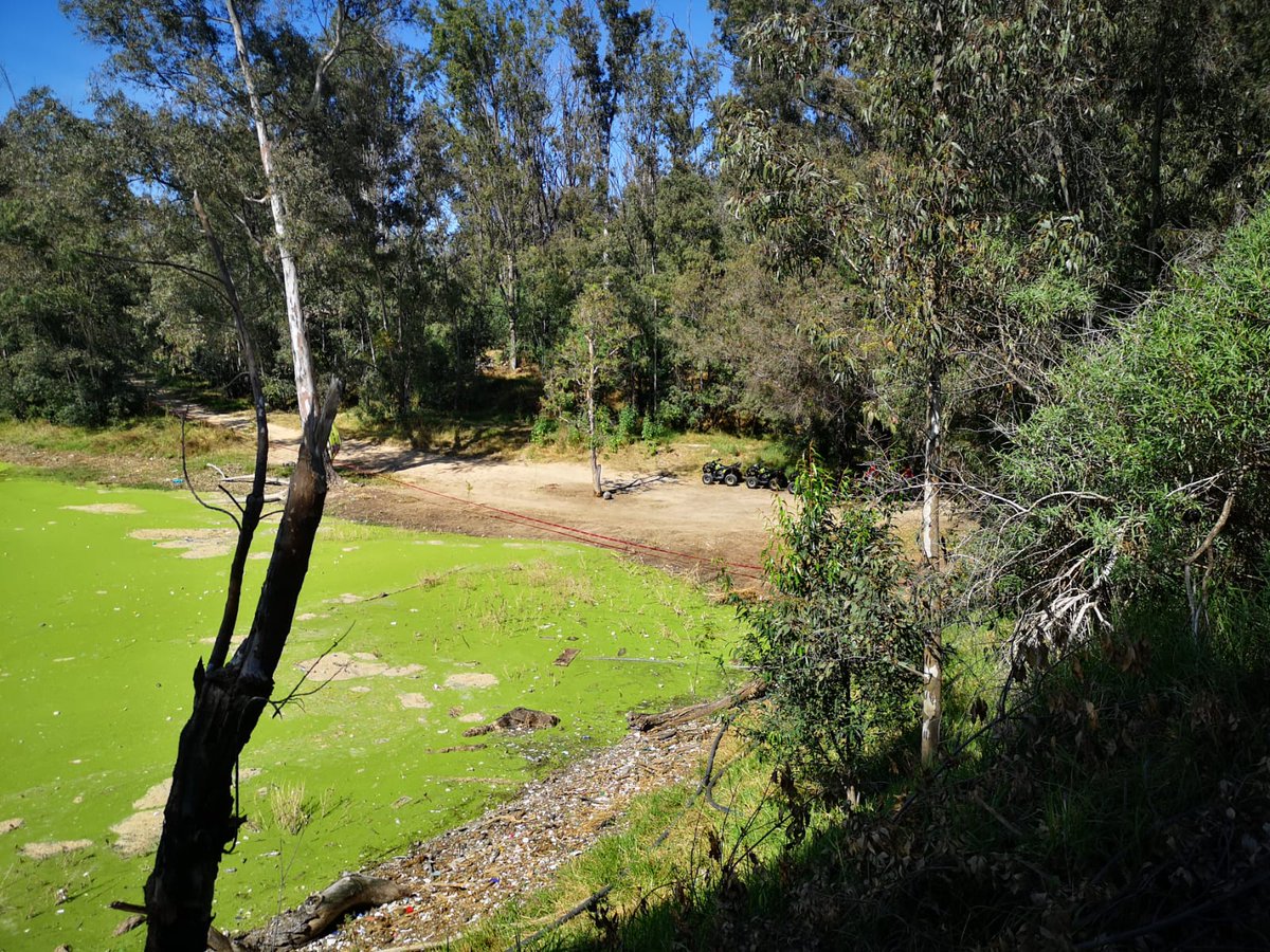 CuidandoelLago's tweet photo. @Edomex @GobIzcalli @conagua_mx @Probosque_  
@SEMARNAT_mx @KarlaFiesco  Con mucho esfuerzo hemos plantado 150 arboles en una sección del Lago de Guadalupe y ahora llegan estos depredadores a quitar arboles para rentar motos.  Por favor hagan algo, NO ES JUSTO !!!! NO LO PERMITAN https://t.co/tntVjzfHDQ