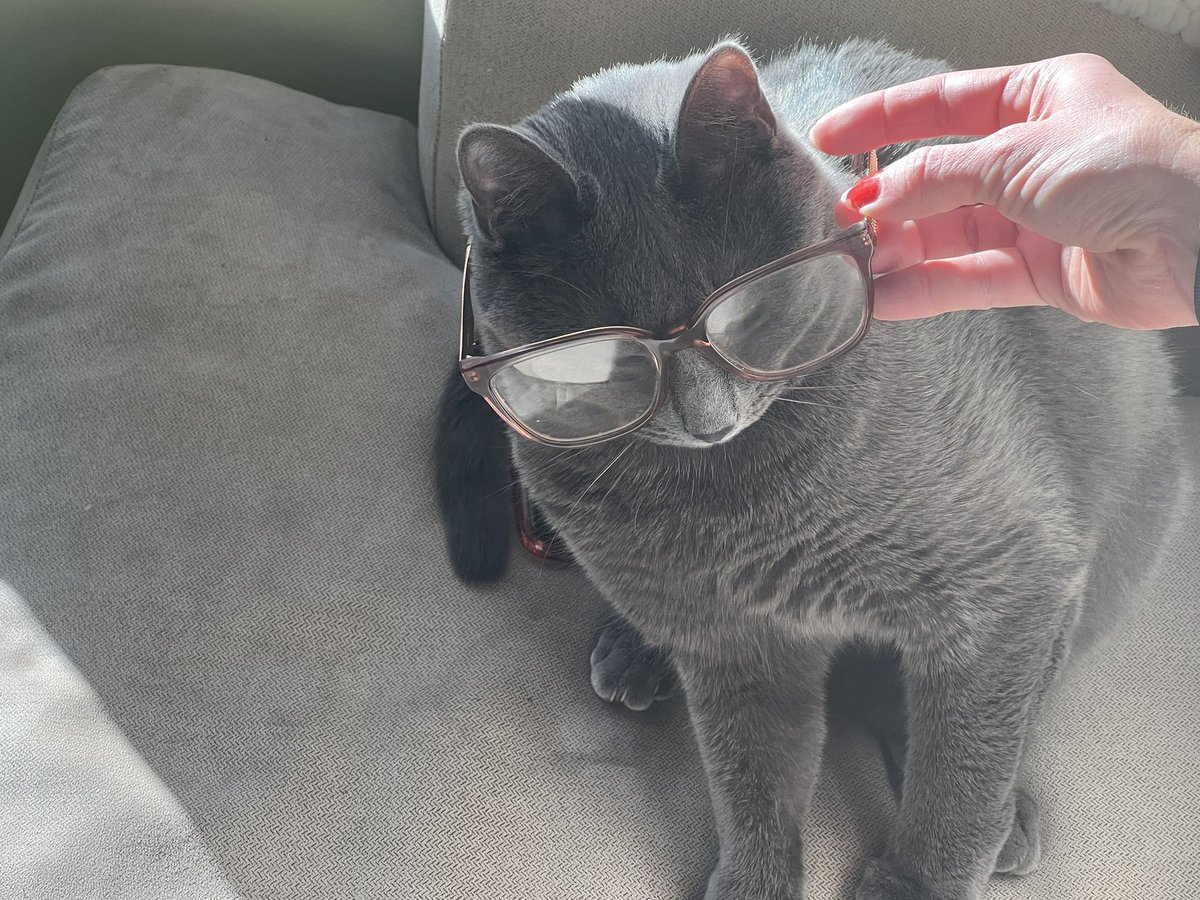 EmilyGWherle's tweet photo. Living his best fur baby life: Reluctantly posing for silly photo in exchange for extra long belly rubs. #Caturday https://t.co/OxMczdrymT
