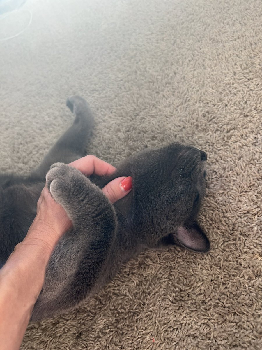EmilyGWherle's tweet photo. Living his best fur baby life: Reluctantly posing for silly photo in exchange for extra long belly rubs. #Caturday https://t.co/OxMczdrymT