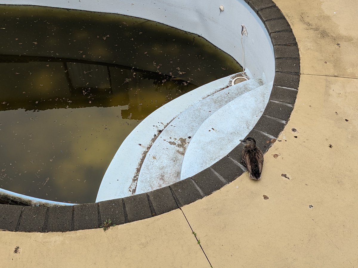 nzkarit's tweet photo. So @ducksecparty chilling out by the pool after the wonderfull @CHCon_nz https://t.co/mLaoHuMN2q