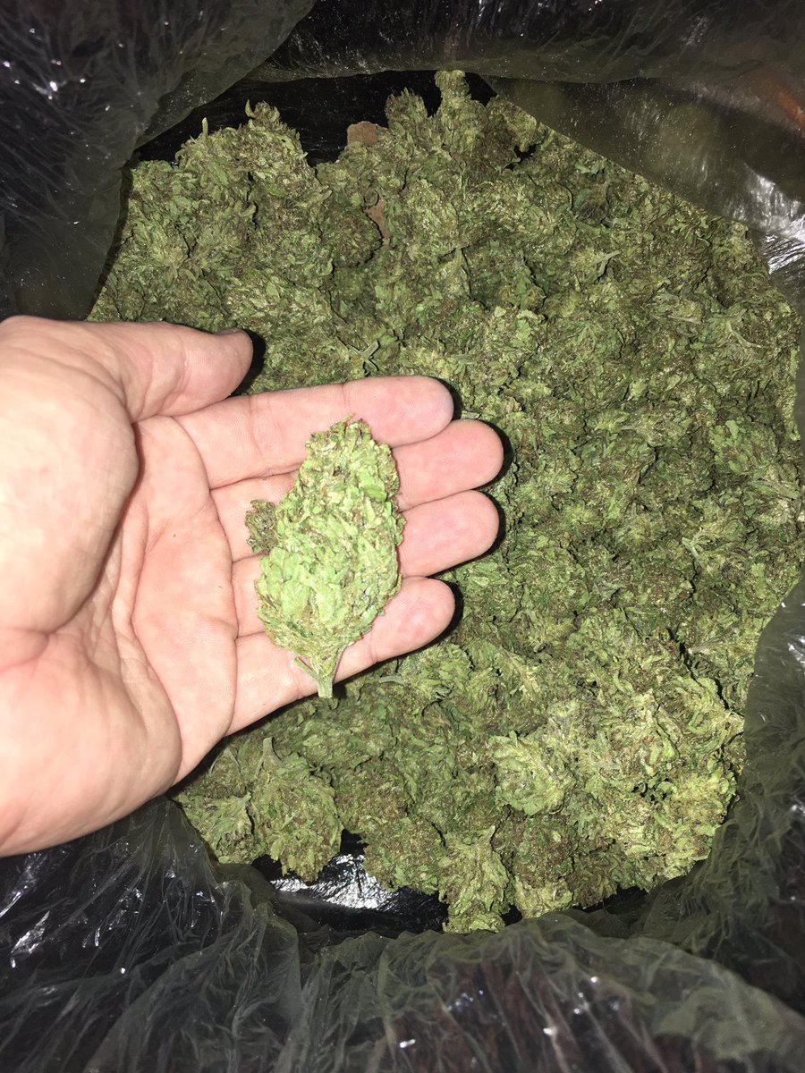 kingxxxpig42's tweet photo. Fuck it all, LetοΏ½οΏ½s get baked
#growyourown #stonerfam #Mmemberville #staylifted #ogmuff https://t.co/ymxLBujyI6