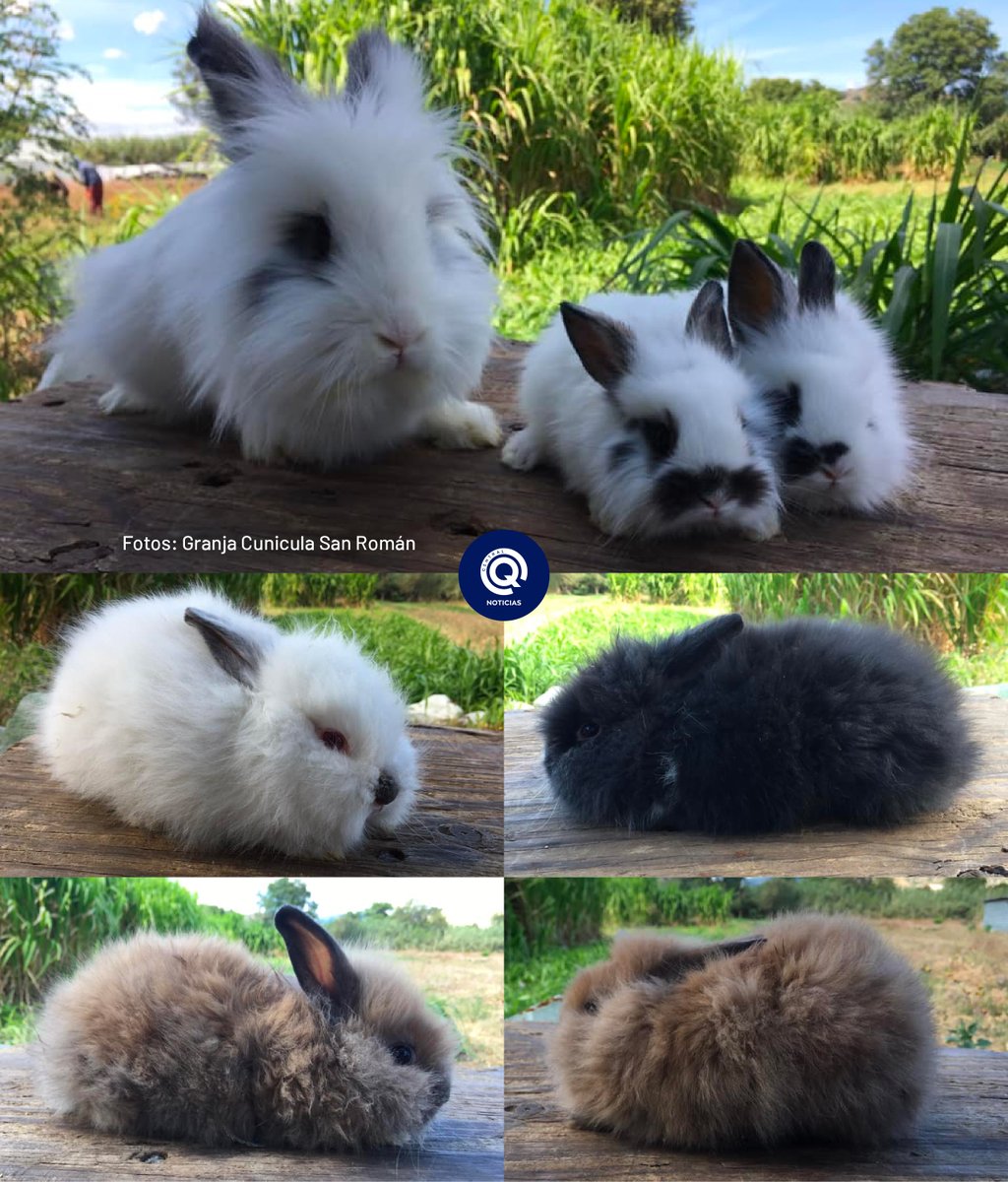 CentralQNoticia's tweet photo. 🐰🦁🦋❤️ Hermosos conejitos cabeza de león y mariposa nacieron en la @Granja Cunicula San Román en #Etla, #Oaxaca. Estos pequeñitos son muy populares por su pelaje pachoncito y noble carácter convirtiéndose en los mejores amigos de compañía. https://t.co/61y9XR7TDJ