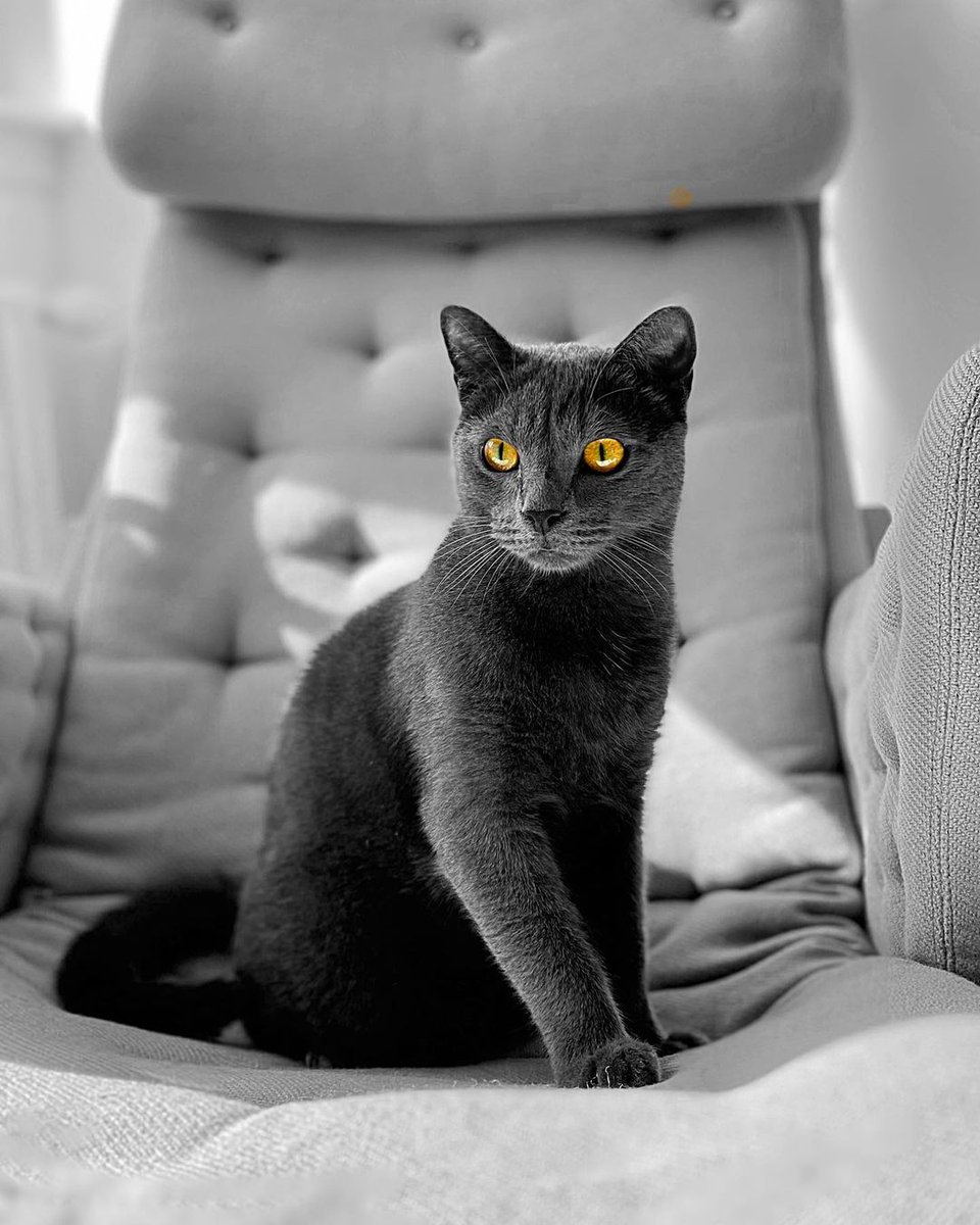 HepperOfficial's tweet photo. Monotone aesthetics 🖤

#hepper #CatsOfTwitter #cats #CatsofTwittter #catsofinstagram #catstagram #CatsLover #catsoftwitteer https://t.co/g09uy51C8X