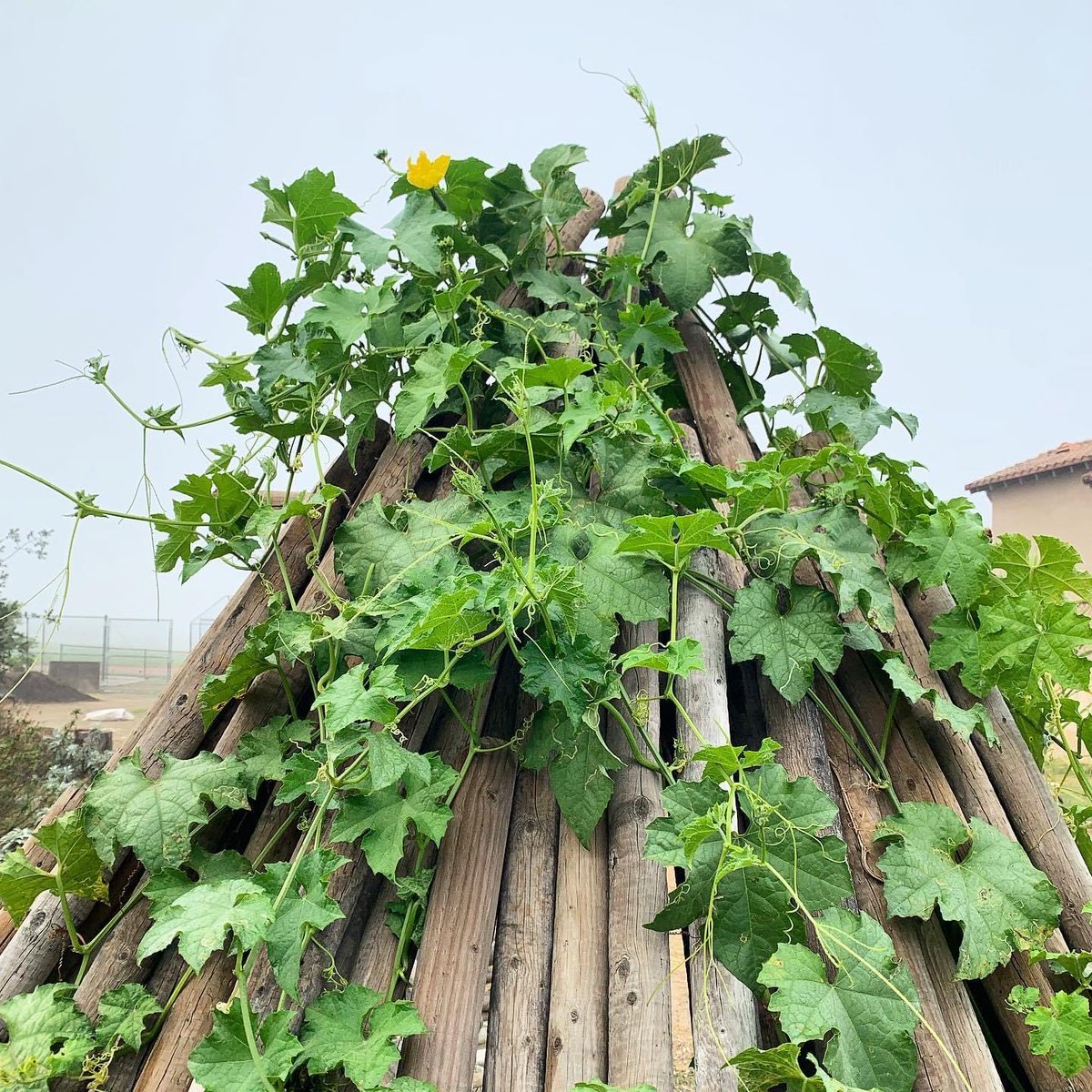 ECoUrbanGardens tweet media