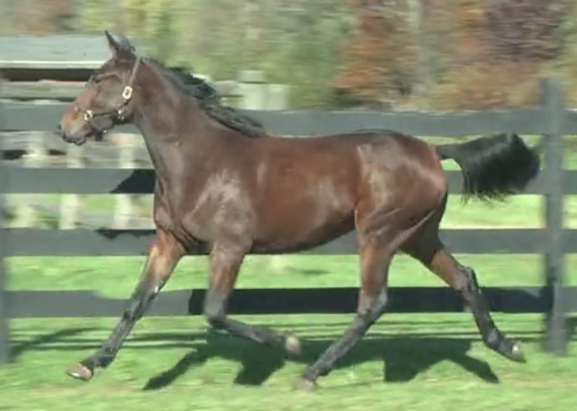 ZetteStable's tweet photo. @Standardbred Sale Hip 508 ZETTE APHRODITE is by Int’l sire #LOVEYOU and 2nd foal from a full sister to 2 yo Breeders Crown Champion PILGRIM'S TAJ 2,1:55.2, 3,1:53.3-'10, BT1:52.1-'10 ($1,006,203), to four 100k+ stakes winners, AND to 3 others already producing sub 1:55 runners!! https://t.co/El95HU888r