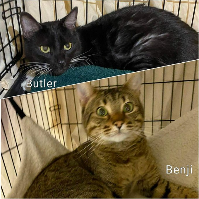 sachikoko's tweet photo. 💖SWEET HOUSEMATES 7YO "CLOVER" &amp; 5YO "BENJI"💖
😾💔DUMPED BY OWNER
🔊NEED #ADOPTION OR #RESCUE
📌ID 633085 - Butler, M
📌ID 633086 - Benji, M
➡Cage Crate 18 https://t.co/rxScivjxBm
🙏🏾#ADOPT #PLEDGE #SAVEALIFE #AdoptDontShop
#MARIETTA #GA @cobbkitties #CAT #CatsofTwitter https://t.co/rTcUVVEYjP