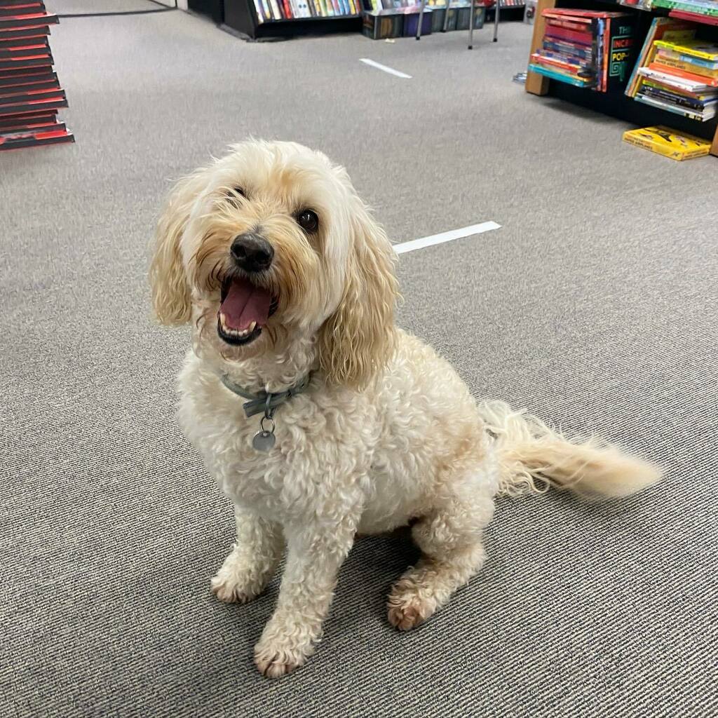 unitybookswgtn's tweet photo. The sun is shining, Marlo the dog is smiling, and it’s a great day to come in and browse our selection of books 📚
#dogsofunitybooks https://t.co/XAwvz2qpGR https://t.co/LMjjhA5ZM0