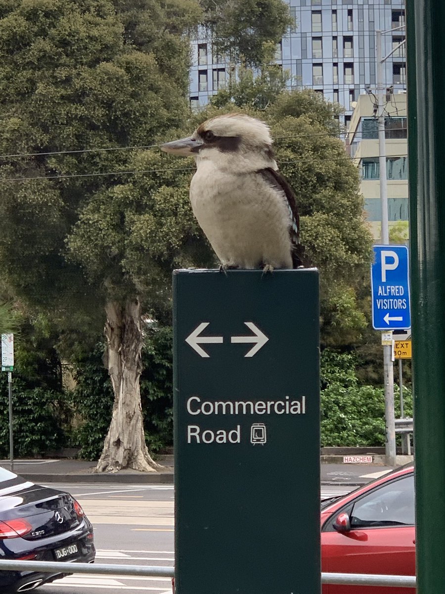 kerriefirth's tweet photo. Mr or Mrs Kookaburra has taken up residence at Fawkner Park.
Such a treat to hear itโs laugh dominate the hum of city sounds.
#birds #kookaburra #birdphotography #fawknerpark #melbourne https://t.co/vWKbgwUvJR