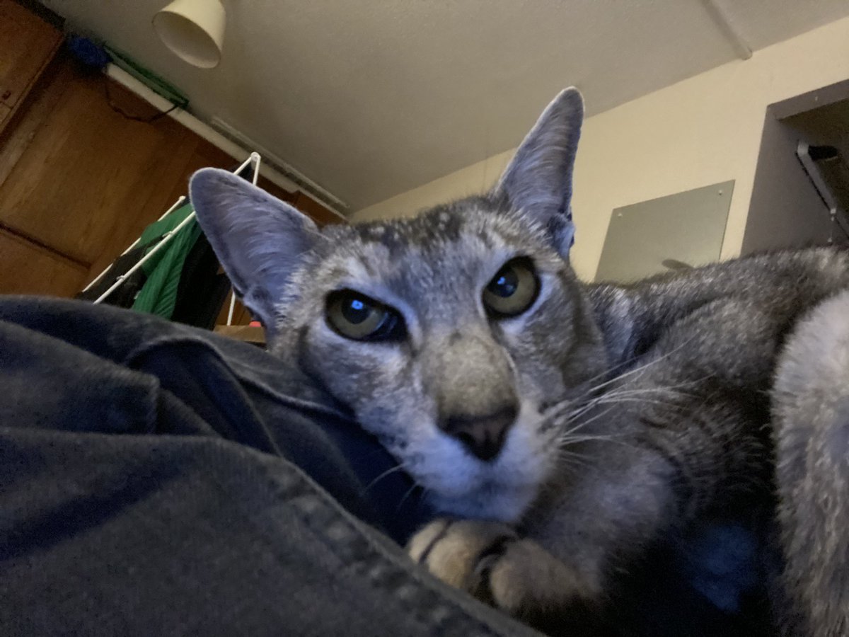 mrmokeycat's tweet image. Nope mum, I am a brave cat. I am def not terrified of the noisy bangy things outside #help #makethemstop  #fireworks 😿