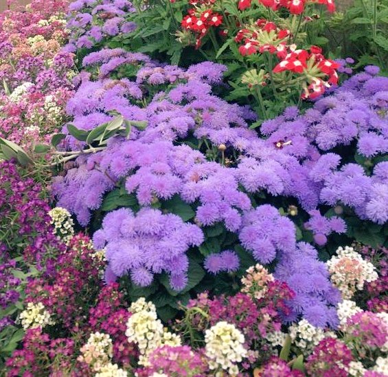 rochdaleinbloom's tweet photo. 🚨We need your help🚨

One of Rochdale's Mosques, and an In Bloom site, is up for the UK's Best Green Initiative Award in the 4th Annual British Beacon Mosque Awards and needs your vote - it's currently soooo close.

Vote Jamia Masjid Bilal here 👉https://t.co/kLRl3OHQJx https://t.co/j1bGO9ZlDl