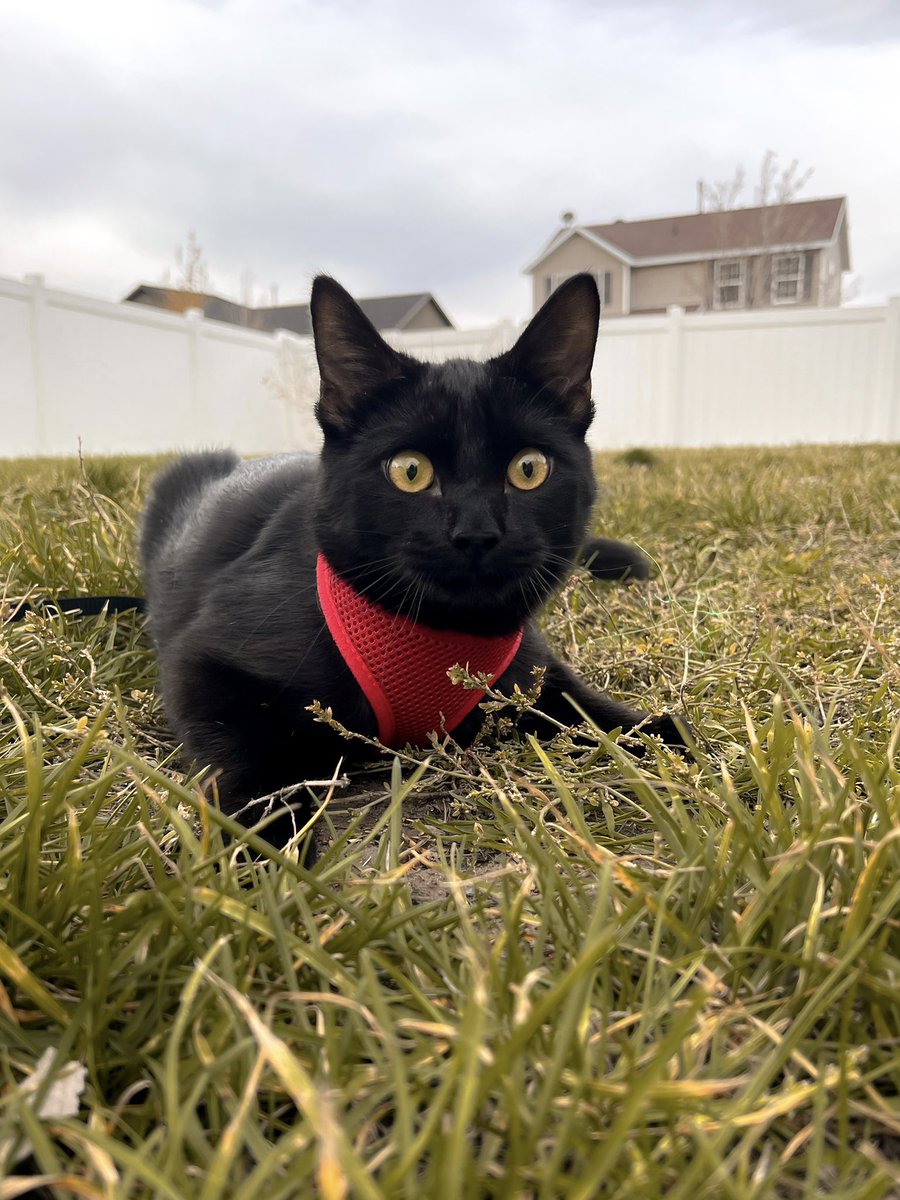 AdventureCatMoe's tweet photo. new harness for the bean https://t.co/EYpV7q1pSe