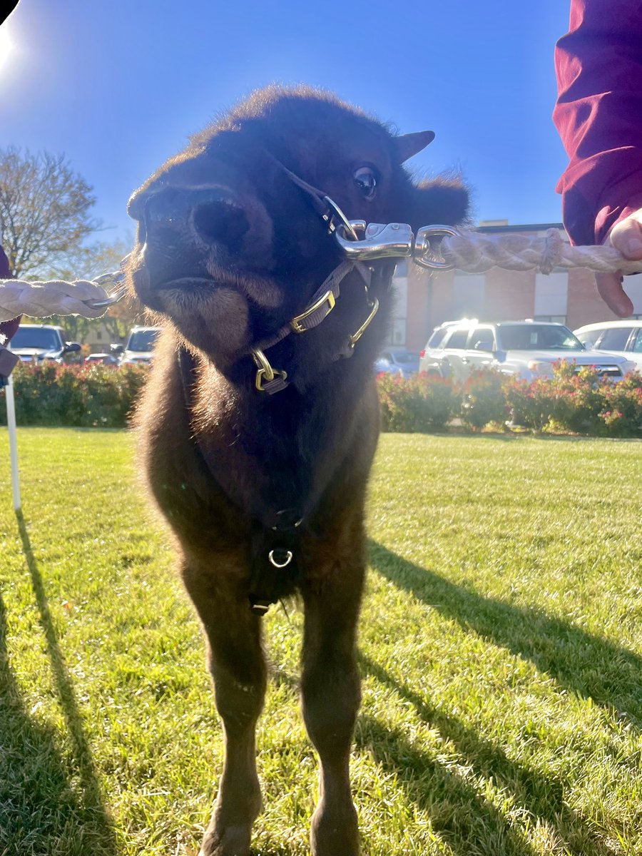WTAMUHerdsmen's tweet photo. Of course we can’t forget National Bison Day, Here’s to the greatest bison around, we are so happy we have you buddy!!
#nationalbisonday #wtamu #bisonday #bisonsrule #wtherdsmen #buffs https://t.co/q28Bz5eIHU