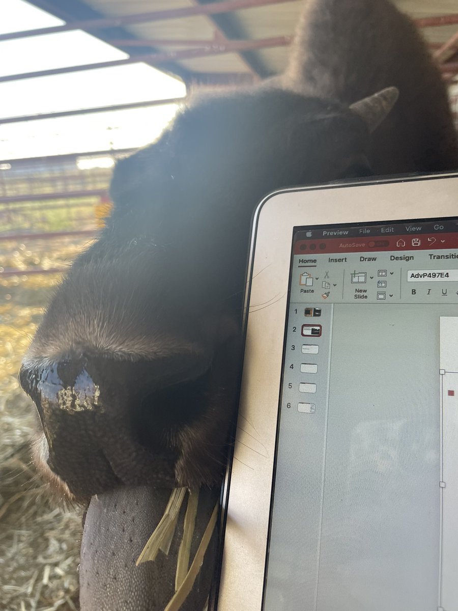 WTAMUHerdsmen's tweet photo. Of course we can’t forget National Bison Day, Here’s to the greatest bison around, we are so happy we have you buddy!!
#nationalbisonday #wtamu #bisonday #bisonsrule #wtherdsmen #buffs https://t.co/q28Bz5eIHU