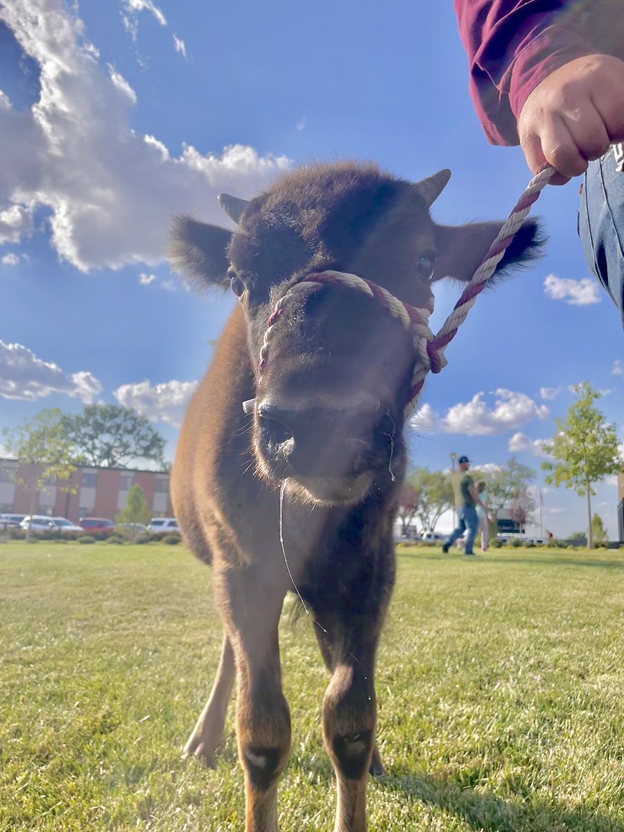 WTAMUHerdsmen's tweet photo. Of course we can’t forget National Bison Day, Here’s to the greatest bison around, we are so happy we have you buddy!!
#nationalbisonday #wtamu #bisonday #bisonsrule #wtherdsmen #buffs https://t.co/q28Bz5eIHU