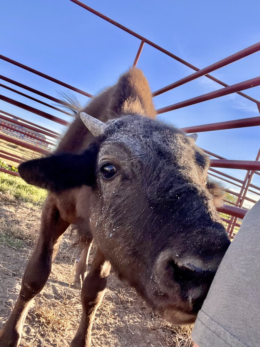 WTAMUHerdsmen's tweet photo. Of course we can’t forget National Bison Day, Here’s to the greatest bison around, we are so happy we have you buddy!!
#nationalbisonday #wtamu #bisonday #bisonsrule #wtherdsmen #buffs https://t.co/q28Bz5eIHU