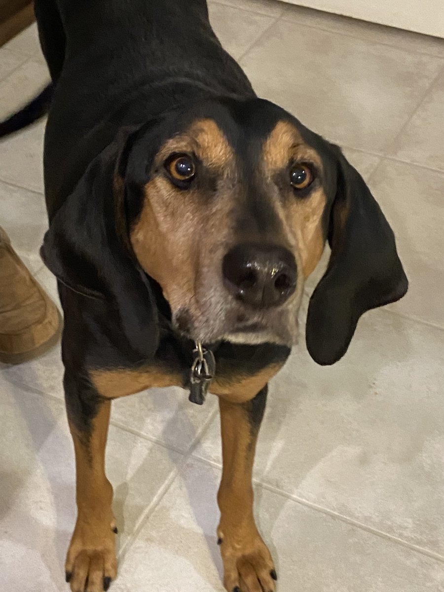 CarlockMbyebye's tweet photo. This is Tonks 30 seconds after I yelled at her for eating MUD off the kitchen floor (kid’s muddy boots 🙄)…
Anyone else’s dog not the sharpest tool in the shed?
#pets #dogs #lovableidiot #doggos https://t.co/TZG1DO8Cnd