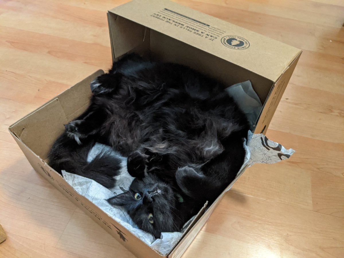 itsgreengreg's tweet photo. @dog4climate Cat in a box https://t.co/SxutNwzeGQ