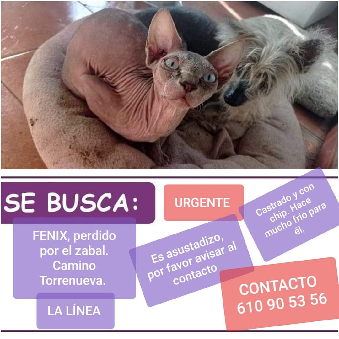 PetsLalinea's tweet photo. FENIX
#PERDIDO #LALÍNEA  Zabal, Camino Torrenueva. 
Castrado con chip, hace mucho frio para el, #URGENTE  CONTACTO,  es asuston....610 90 53 56 #LALÍNEADELACONCEPCIÓN 
https://t.co/ssxbuLb8si https://t.co/0JNUmWgfC2